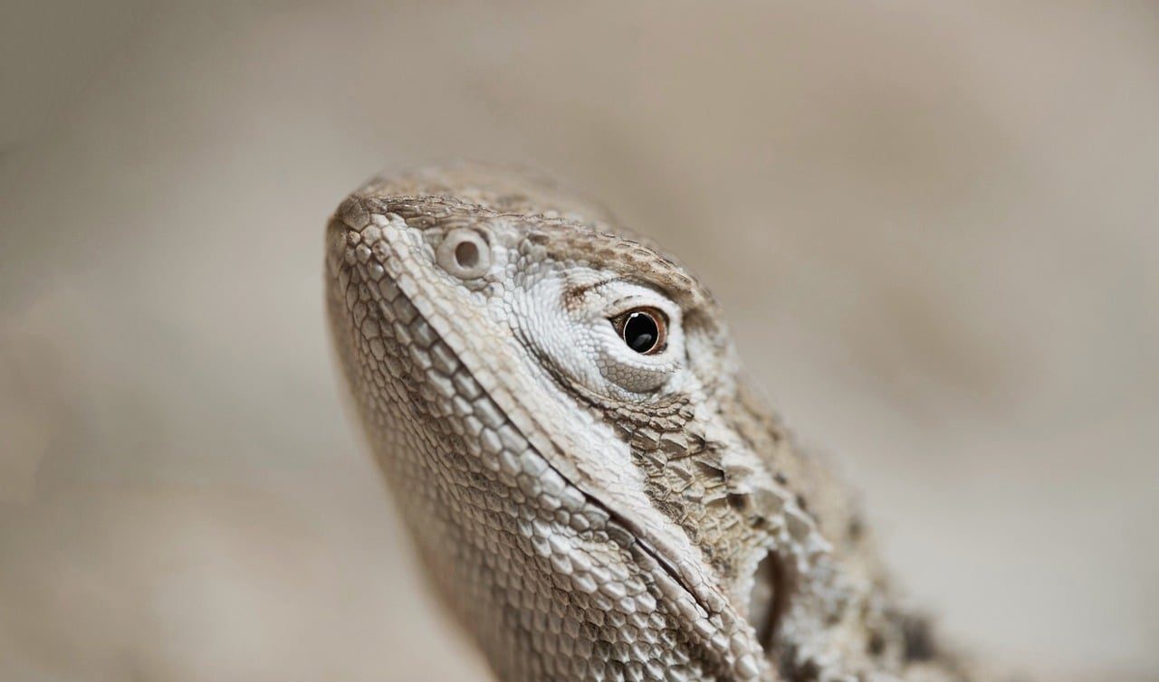 bearded dragon, reptile, lizard, exotic, animal, nature, close up, australia, animal portrait, agame