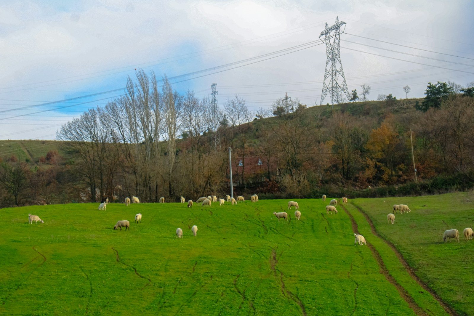 Sheep grazing in a green field with power lines.